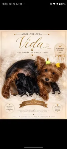 Disponível filhote de Yorkshire Mini terrier