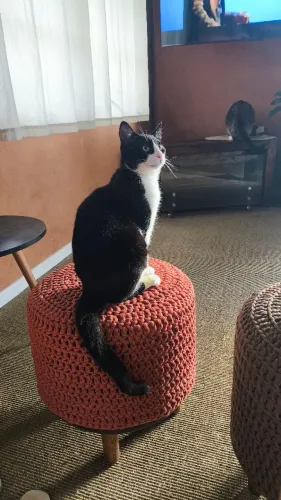 Doa-se gatinho castrado, 8 meses muito dócil - Entrego em Curitiba e região