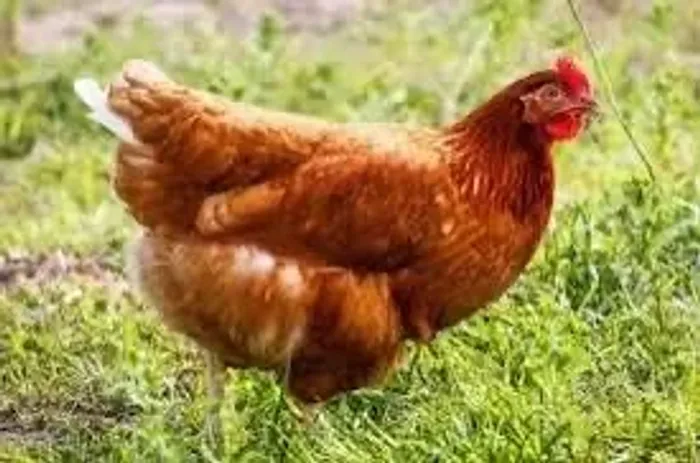 Ovos galados é para consumo galinha caipira