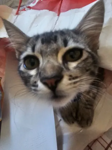 DOAÇÃO DE GATA