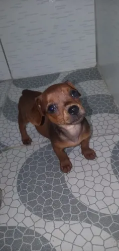 Pinscher miniatura