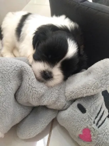 Shih Tzu Filhotinho esperando pelo tutor ideal