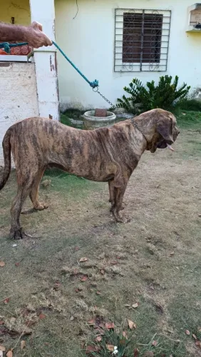 Filhotao de Fila Brasileiro