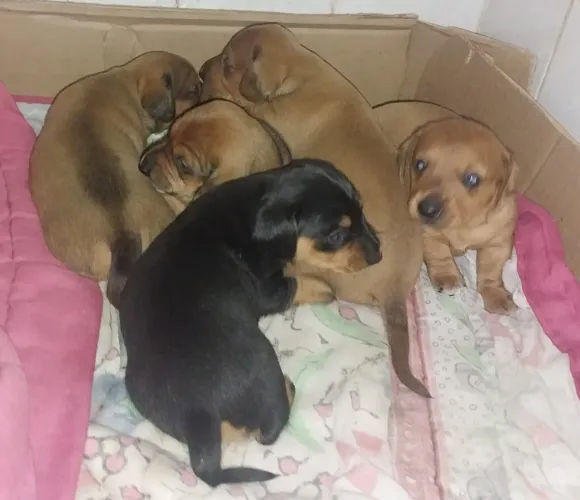 Filhotes dachshund 1 mês,  adestrados no tapete e vermifugados 