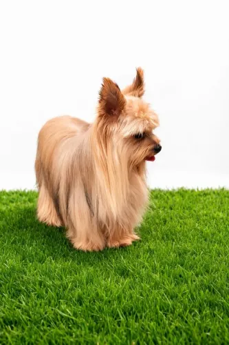 Tenho um yorkshire Golden femeiro pra cruza