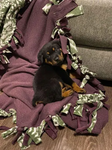 Filhote rottweiler, Diga olá para o novo integrante da sua família!