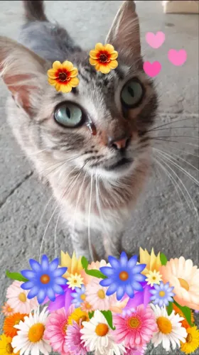 Adoção de Gatinha Tigrada
