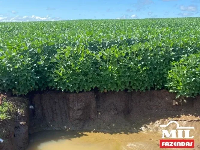 Fazenda a 80 km de Mineiros-GO. . 175 Alq. (847 Há)