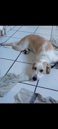 Cachorro pra doação 
