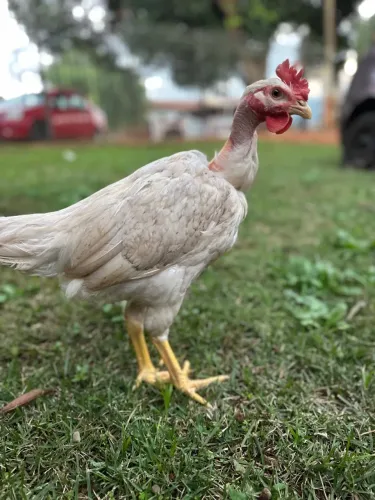 Frango de galinha caipira polaco 
