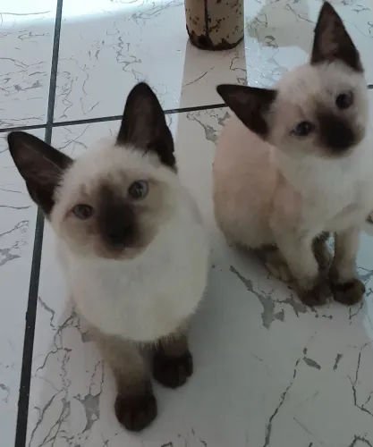Adoção de Gatinhos Filhotes