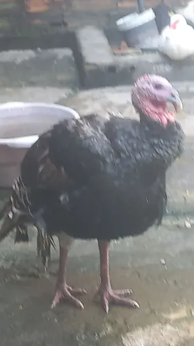 Vendo peru adulto