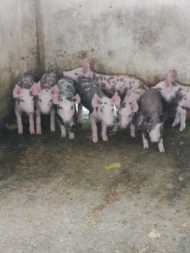 Suinos para engorda