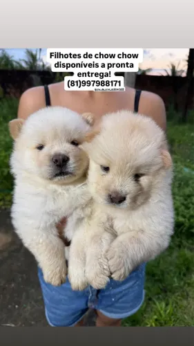 Filhotes de chow chow