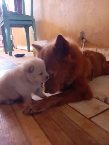 Chow-chow