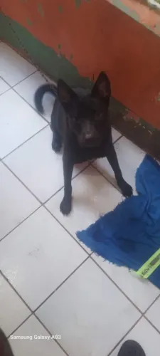 Pitbull fêmea