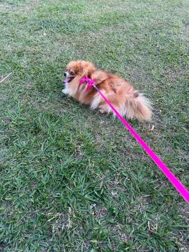 Lulu da pomeranea disponível para reserva. Entrega 12/10