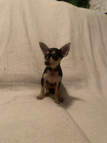 Pinscher fêmea micro 00