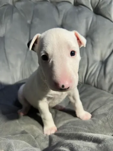 O melhor amigo amigo espera por você filhote de Bull terrier