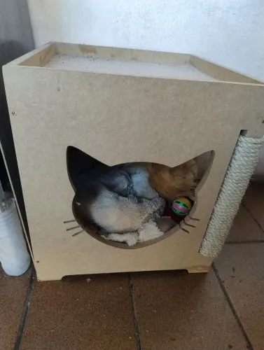 Nicho Incrível para Gatos