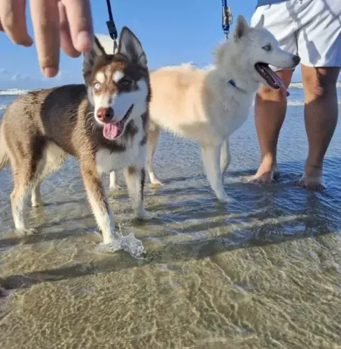 Husky Siberiano de Excelente Linhagem ? Filhotes Disponíveis para Reserva