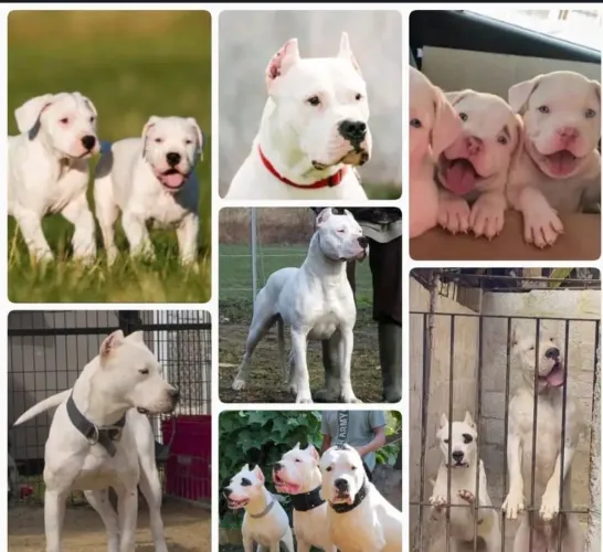 Filhote de dogo argentino