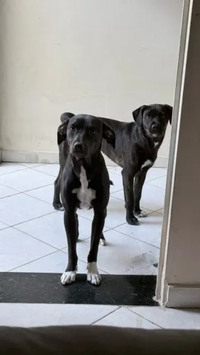 Adoção