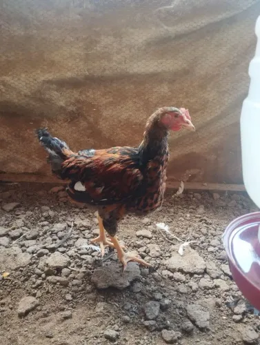 FRANGOS GSB ( IDADE: 5 MESES)