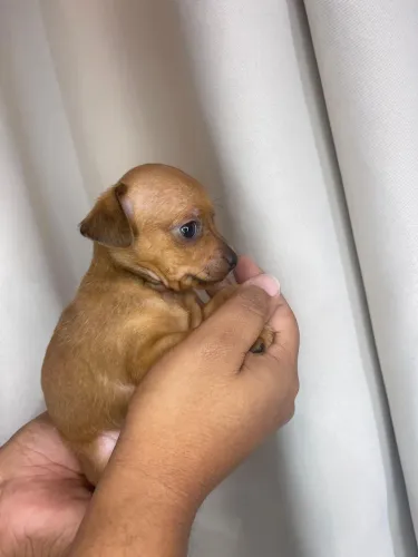 PINSCHER MACHO