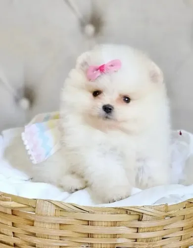 Spitz alemão