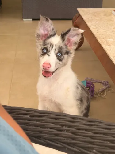 Lindo Border Collie
