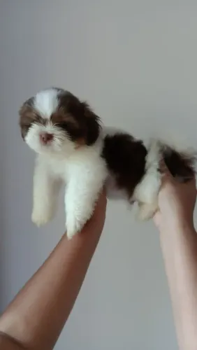 Filhotes Shih Tzu
