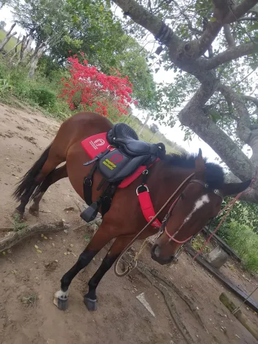 Vendo cavalo mangalarga castrado 3 anos