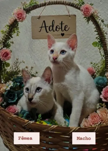 Adote