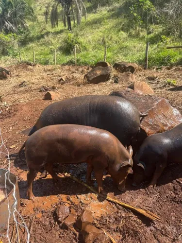 Vendo duas porcas prenha e um cachaço