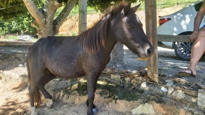 VENDE-SE PÔNEI COM PRENHEZ CONFIRMADA