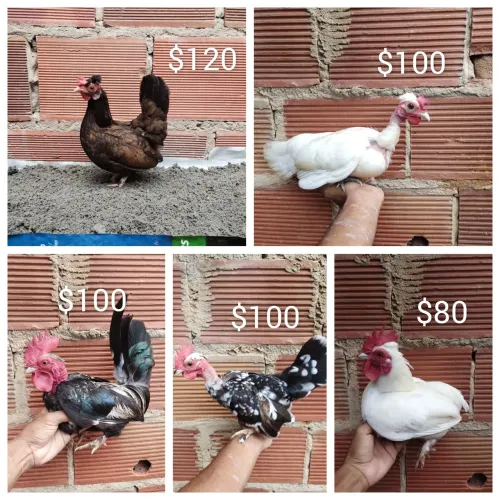 Modelados 