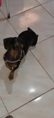 Procura _se namorada para Dachshund/salsicha .