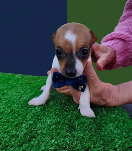 Pequeno no Tamanho, Gigante na Personalidade