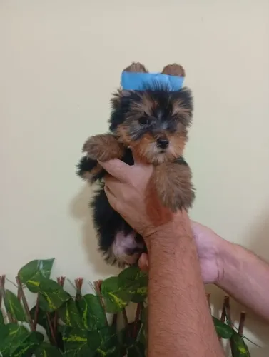 Yorkshire Terrier Saudável