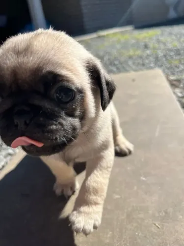 Vendo lindos filhotes de Pugs