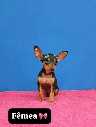 Pinscher com 58 dias lindos