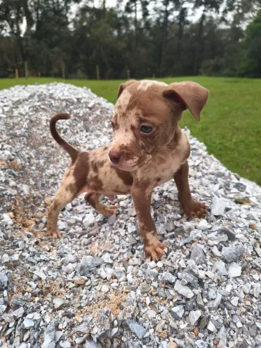 Pitbull apbt x American Bully