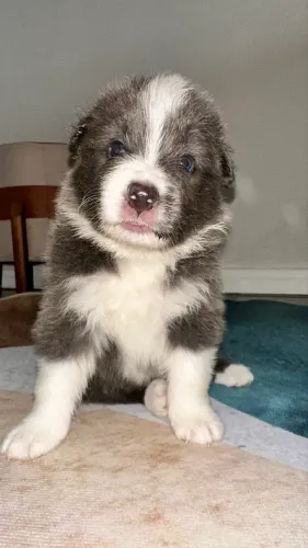 Filhotes de Border collie