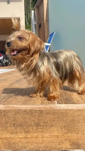 Cão 