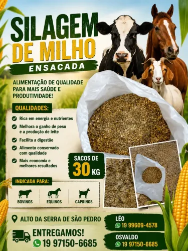 Silagem de milho ensacada ?
