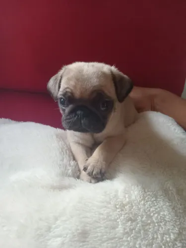 Vendo lindos pug machinho
