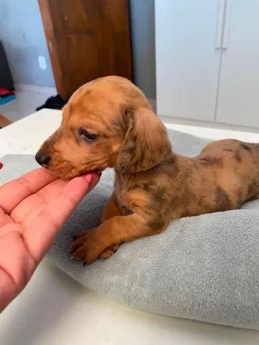 Dachshund Salsicha Basset Pronta Entrega