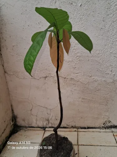 Muda de cacau