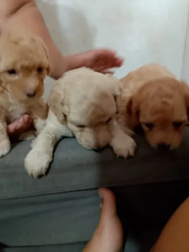 Vende-se filhotes de cachorro poodle